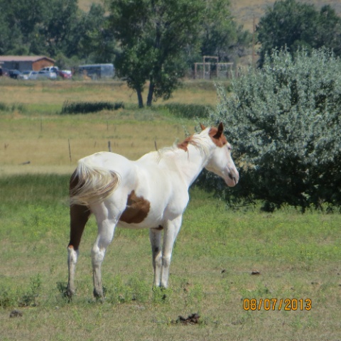 IMG_0923.jpg IMG 0923