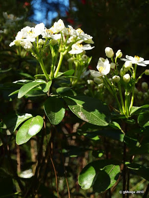 Choisya ternata - Oranger du mexique