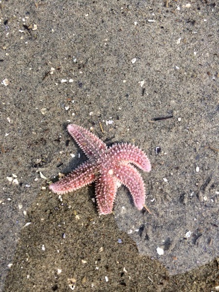 Healthy Starfish near Belfast, Maine