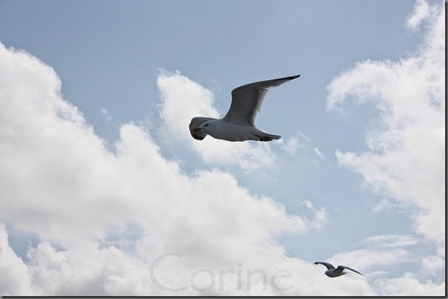 escorte escorte