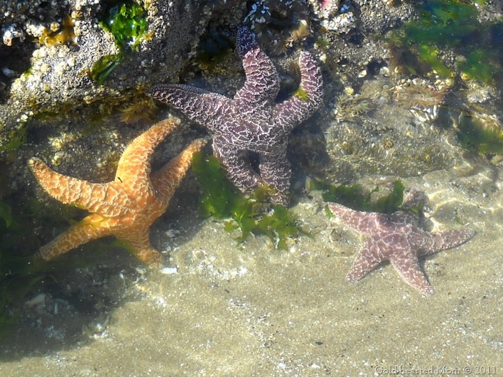 [starfish%255B7%255D.jpg]