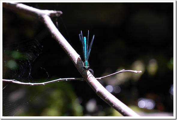 Ebony Jewelwing Ebony Jewelwing
