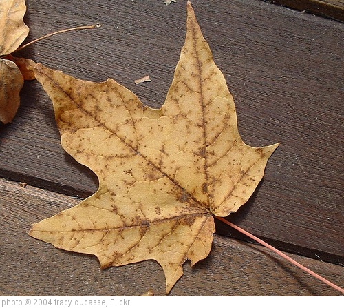 'autumn leaf' photo (c) 2004, tracy ducasse - license: http://creativecommons.org/licenses/by/2.0/