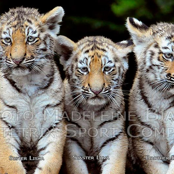 SWEET LITTLE TIGERS