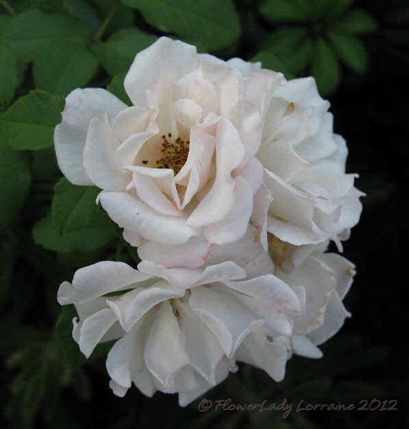 [07-14-penelope%255B3%255D.jpg]