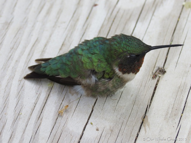 [hummingbird%255B2%255D.jpg]
