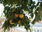 Grapefruit