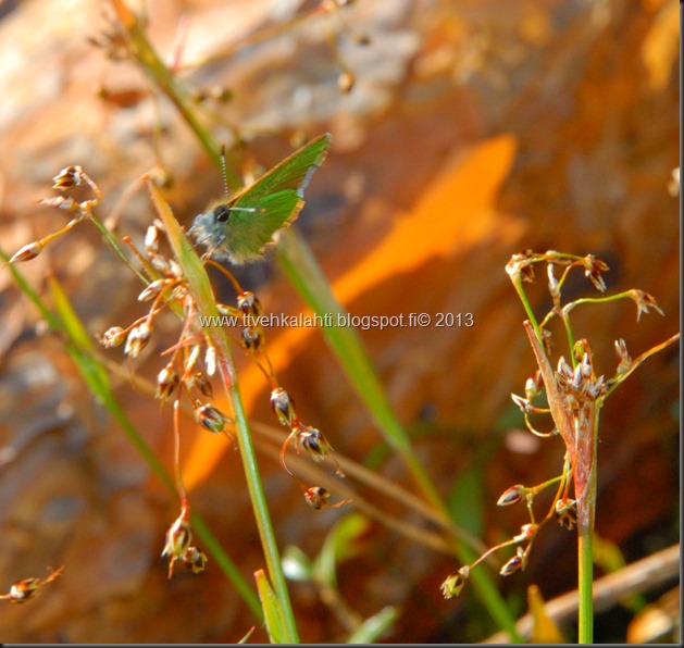 asfaltti ty&ouml; vt 8 Kangasperhonen (Callophrys rubi) 089