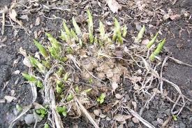 [emerging%2520hosta%255B2%255D.jpg]