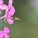 Hoverfly
