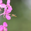 Hoverfly