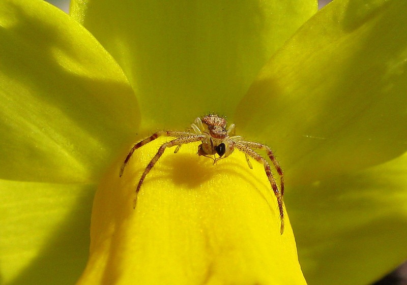 [photoshare%2520Spring%2520Prey%2520Lawton%2520MI%2520Kalanessa%255B3%255D.jpg]