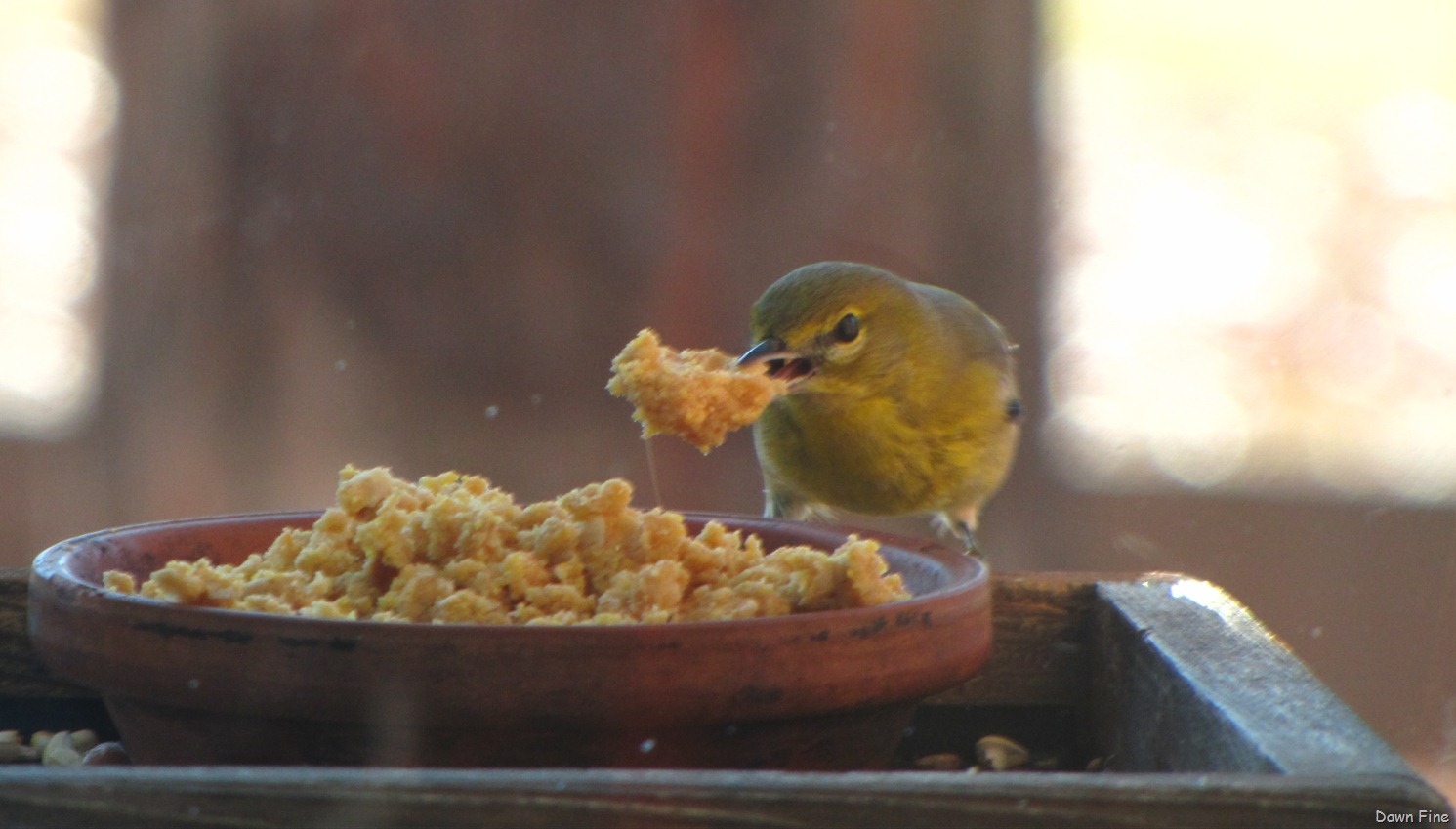 [Margories%2520to%2520see%2520Tanager_015%255B6%255D.jpg]