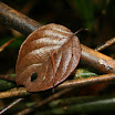 Borneo 07 089.JPG