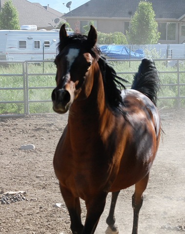 [horses2011162.jpg]