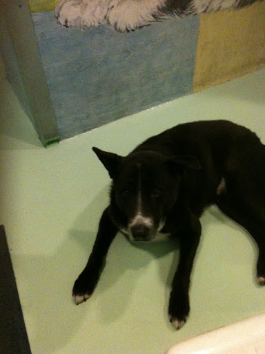 I got to meet Flops who was featured in last week's shoot- what a love!!!
(See animal details at link below blog post- The Humane Society of NY)