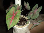 DSC00662.JPG