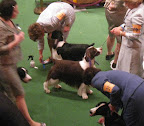 English Springer Spaniels