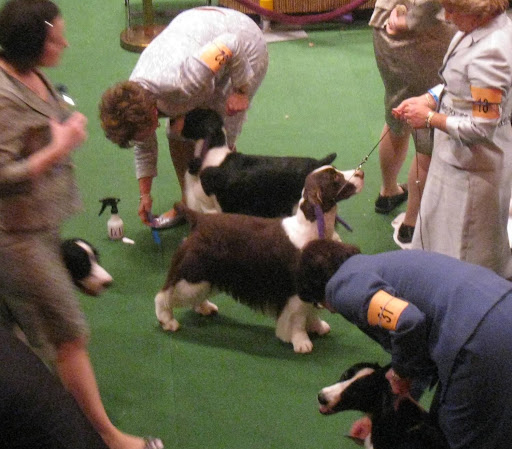 English Springer Spaniels