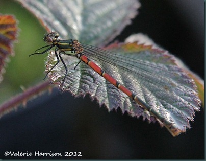 Large-red-damselfly-1