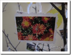 bees on mums