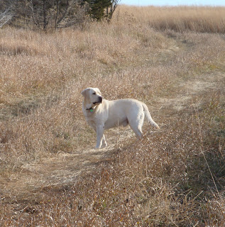 Listening for birds.
South Dakota field.