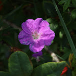IMG_1655.JPG