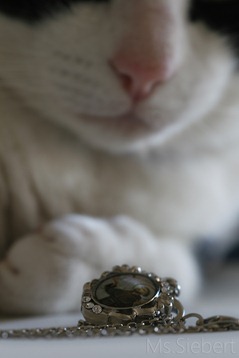 IMG_7694 IMG_7694