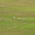 Curlew sandpiper