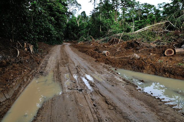 Nouvelle piste et déforestation. Environs d'Ebogo (Cameroun), 29 avril 2013. Photo : Daniel Milan