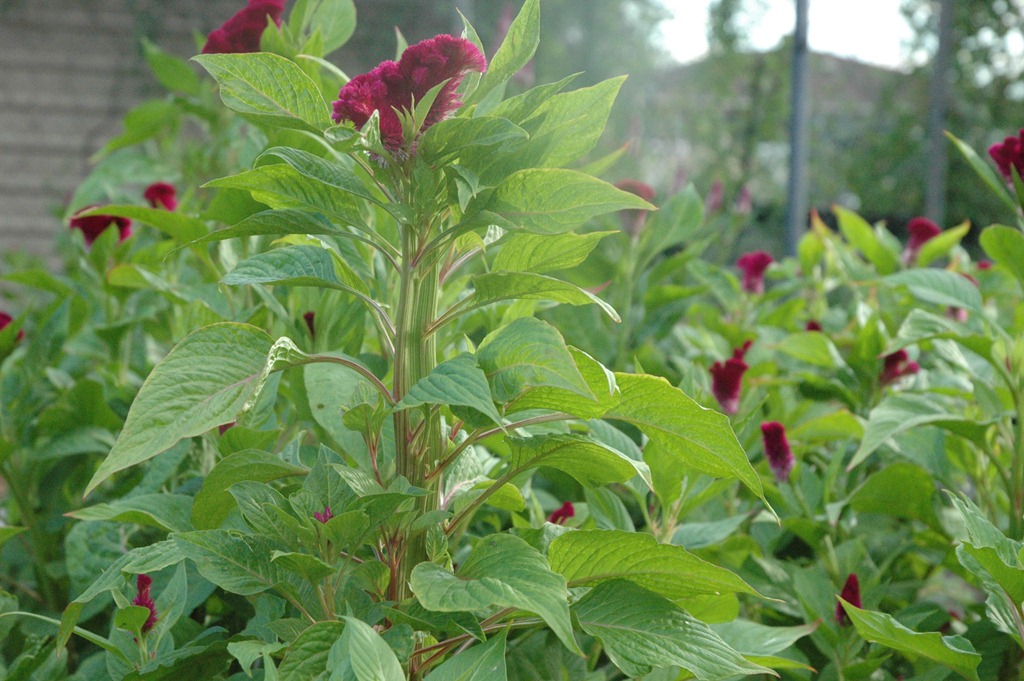 [garden%2520001%255B5%255D.jpg]