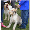 Pedigree Dogs 014.jpg