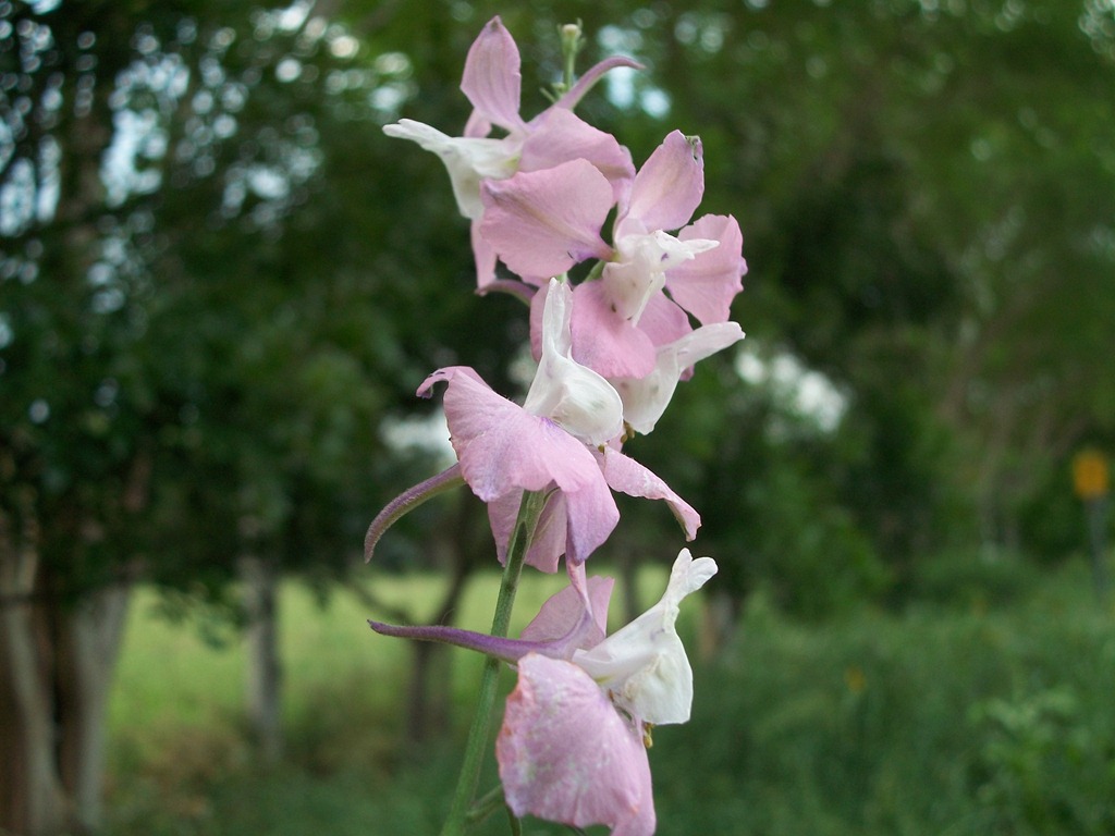[butterflies%252C%2520larkspur%2520and%2520train%2520012%255B4%255D.jpg]