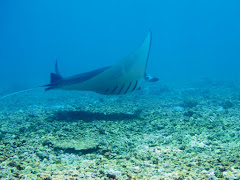 Manta @ Makassar Reef Manta @ Makassar Reef