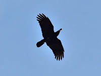 DSC_7511.jpg
