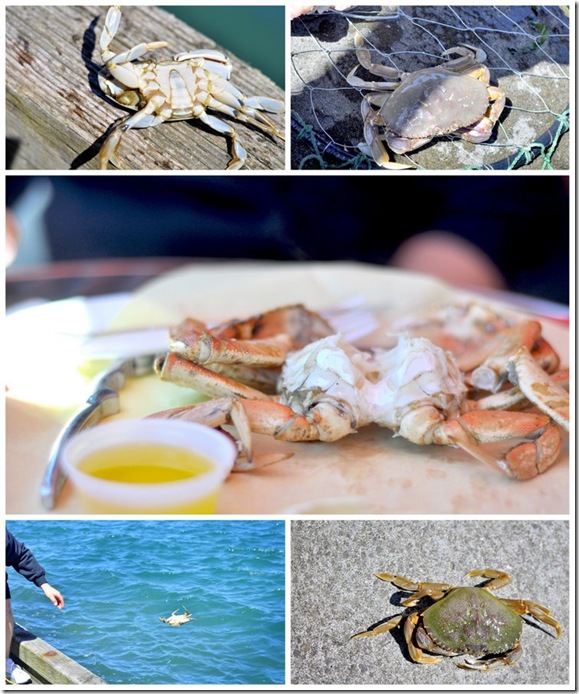 coos bay crabbing2