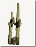 cactus 3 jpeg 1