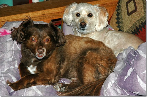 Radar and Doogie Radar and Doogie