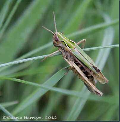 33-grasshopper
