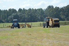 hay2 010 hay2 010