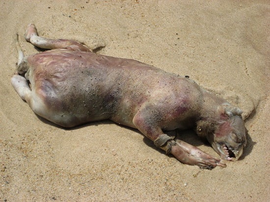 [RhodeislandMonster%255B2%255D.jpg]