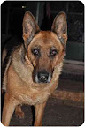How tragic it would be if the compassion elicited by Vernon's story were to lay dormant in his thousands of potential adopters. Amazing dogs like Gypsy (Hamilton, Montana), who was dumped at a neighborhood business, would do anything for the love engendered by Vernon's story. Sweet Gypsy is 10 yrs old, loves kids, gets along with cats. She would be great company for a senior. How tragic it would be if the compassion elicited by Vernon's story were to lay dormant in his thousands of potential adopters. Amazing dogs like Gypsy (Hamilton, Montana), who was dumped at a neighborhood business, would do anything for the love engendered by Vernon's story. Sweet Gypsy is 10 yrs old, loves kids, gets along with cats. She would be great company for a senior.