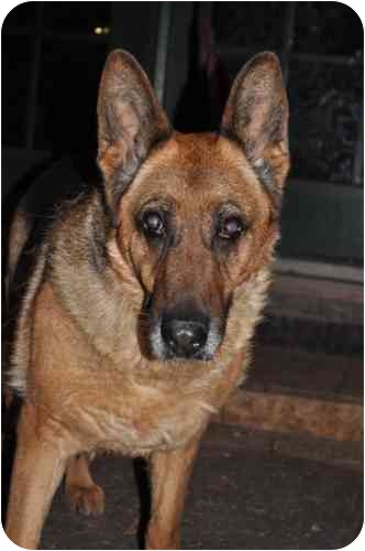 How tragic it would be if the compassion elicited by Vernon's story were to lay dormant in his thousands of potential adopters. Amazing dogs like Gypsy (Hamilton, Montana), who was dumped at a neighborhood business, would do anything for the love engendered by Vernon's story. Sweet Gypsy is 10 yrs old, loves kids, gets along with cats. She would be great company for a senior. How tragic it would be if the compassion elicited by Vernon's story were to lay dormant in his thousands of potential adopters. Amazing dogs like Gypsy (Hamilton, Montana), who was dumped at a neighborhood business, would do anything for the love engendered by Vernon's story. Sweet Gypsy is 10 yrs old, loves kids, gets along with cats. She would be great company for a senior.