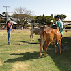superleite2011_dia1507_114.JPG