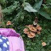 PA110014.JPG