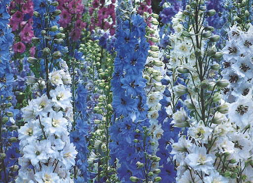 Hand-pollinated Delphinium Society hybrids. The colors are just perfect.