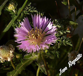 Flores de la Subbetica 094.JPG