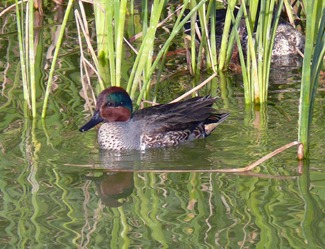 Green-winged Teal