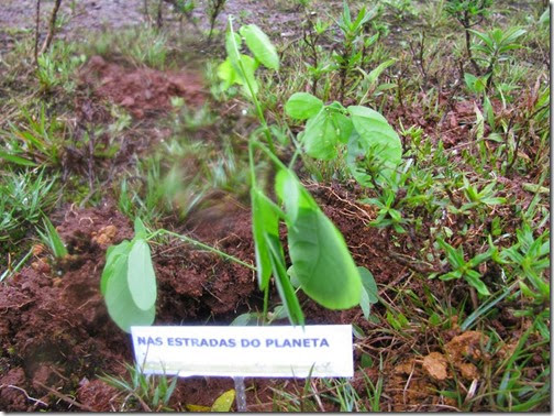 Serra da Gandarela em MG, mais uma fase de plantio de mudas 1