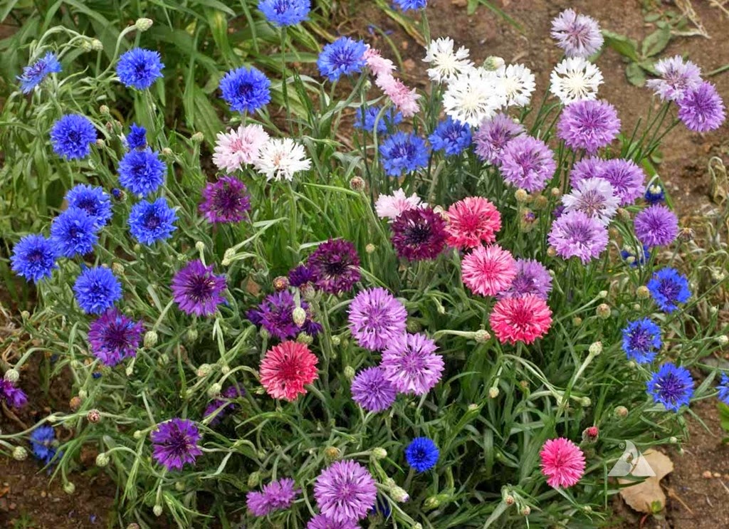 [aaa-cornflower-mix3.jpg]